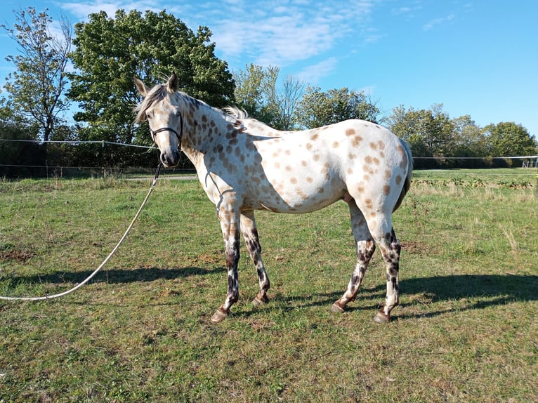 Appaloosa Caballo castrado 3 años 156 cm Buckskin/Bayo in Mühlberg (Elbe)