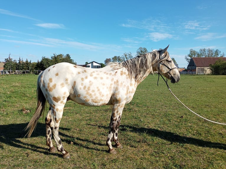 Appaloosa Caballo castrado 3 años 156 cm Buckskin/Bayo in Mühlberg (Elbe)