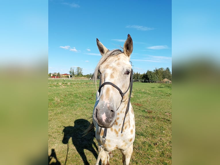 Appaloosa Caballo castrado 3 años 156 cm Buckskin/Bayo in Mühlberg (Elbe)