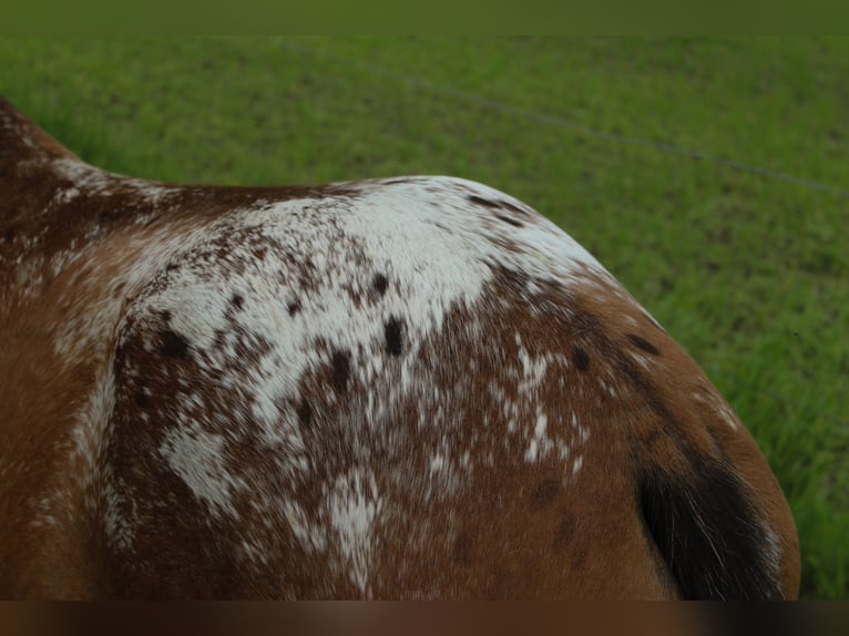 Appaloosa Caballo castrado 3 años Atigrado/Moteado in Boxtel