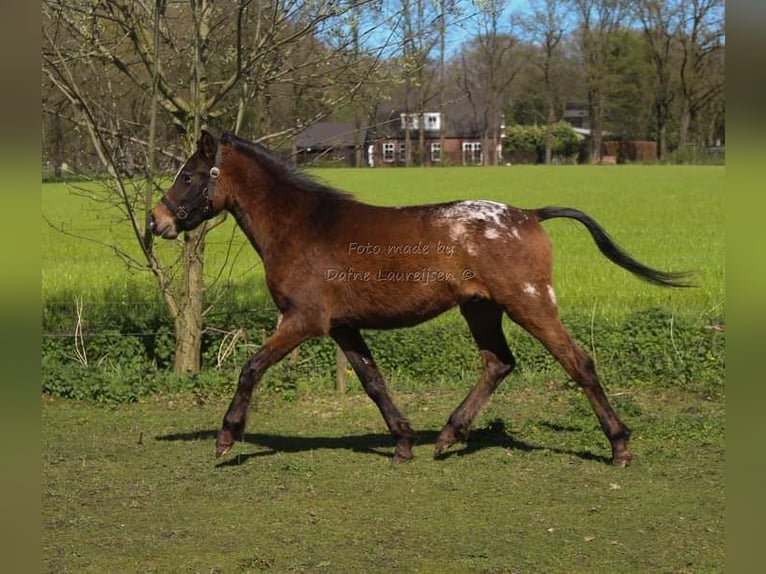 Appaloosa Caballo castrado 3 años Atigrado/Moteado in Boxtel