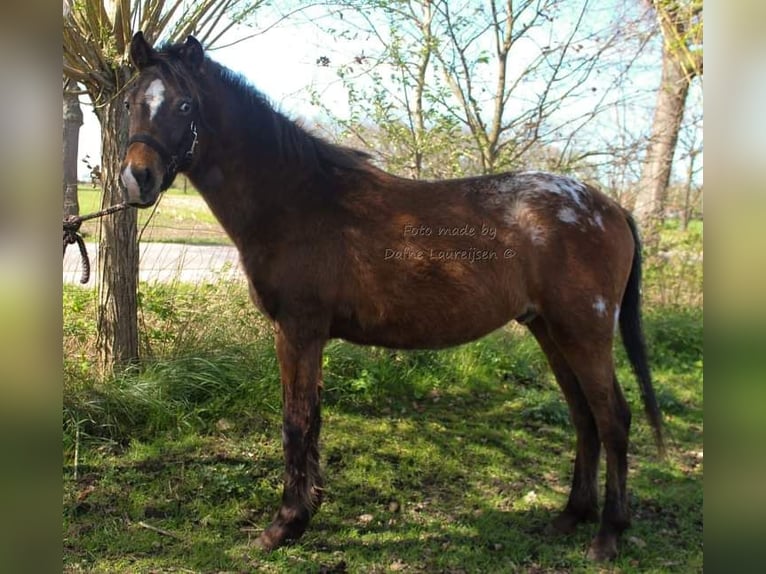 Appaloosa Caballo castrado 3 años Atigrado/Moteado in Boxtel