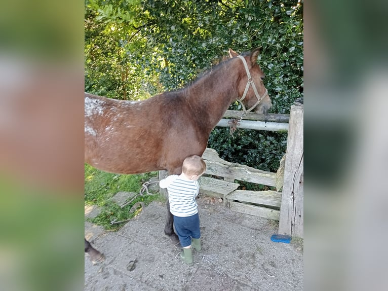 Appaloosa Caballo castrado 3 años Atigrado/Moteado in Boxtel