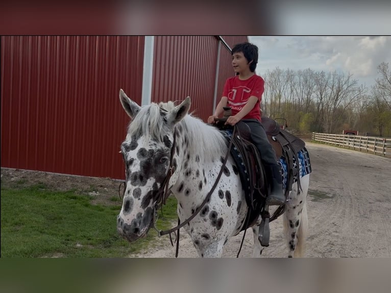Appaloosa Caballo castrado 3 años Atigrado/Moteado in Saginaw