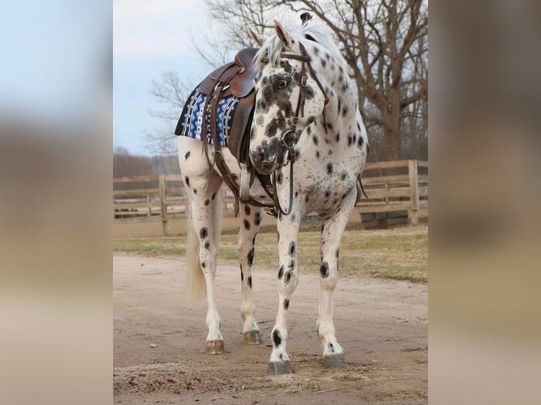 Appaloosa Caballo castrado 3 años Atigrado/Moteado in Saginaw