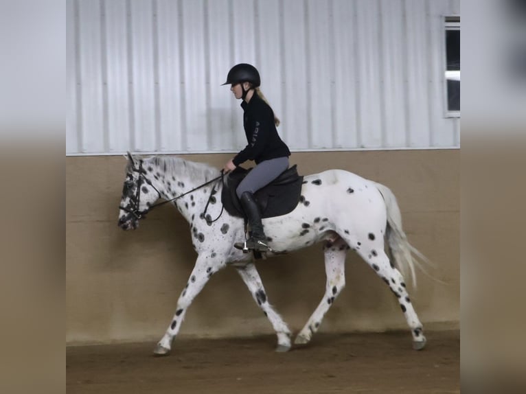 Appaloosa Caballo castrado 3 años Atigrado/Moteado in Saginaw