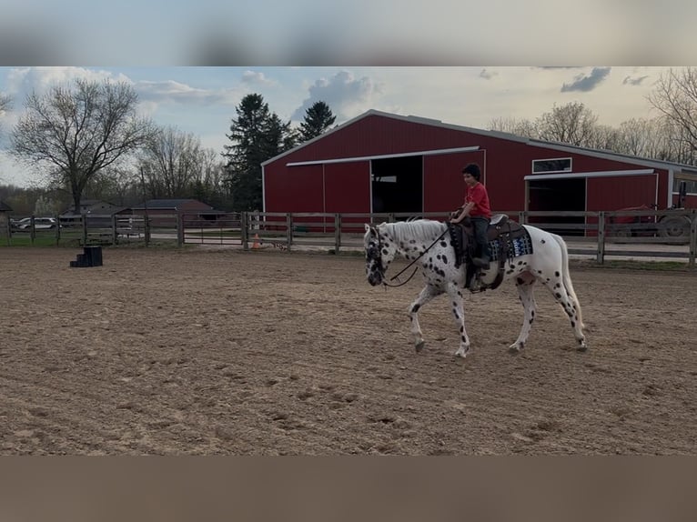 Appaloosa Caballo castrado 3 años Atigrado/Moteado in Saginaw