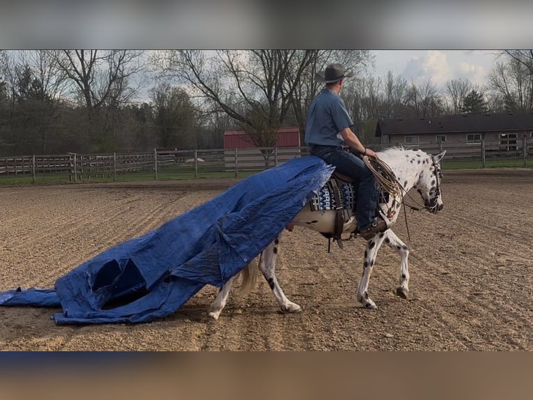 Appaloosa Caballo castrado 3 años Atigrado/Moteado in Saginaw