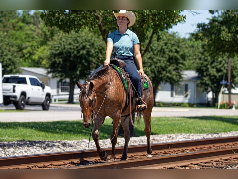 Appaloosa Caballo castrado 3 años Castaño rojizo in Robards