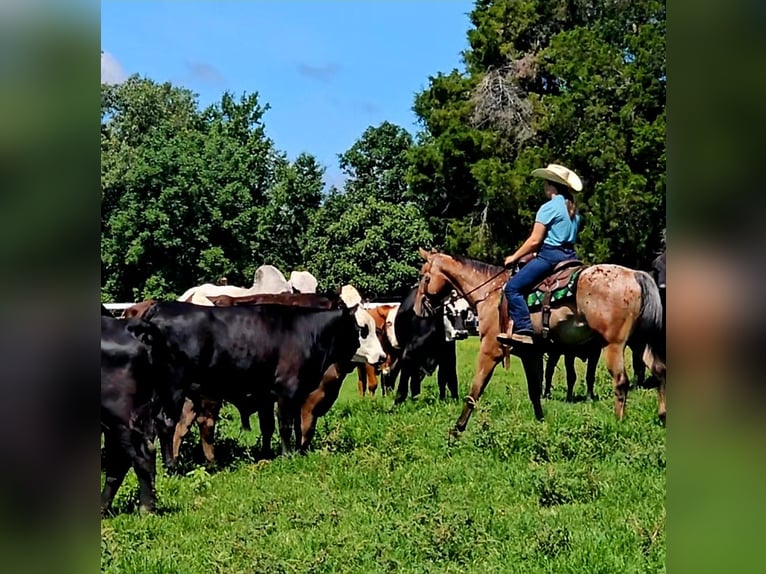Appaloosa Caballo castrado 3 años Castaño rojizo in Robards