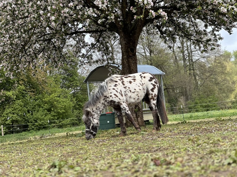 Appaloosa Caballo castrado 4 años 110 cm Atigrado/Moteado in Möttingen