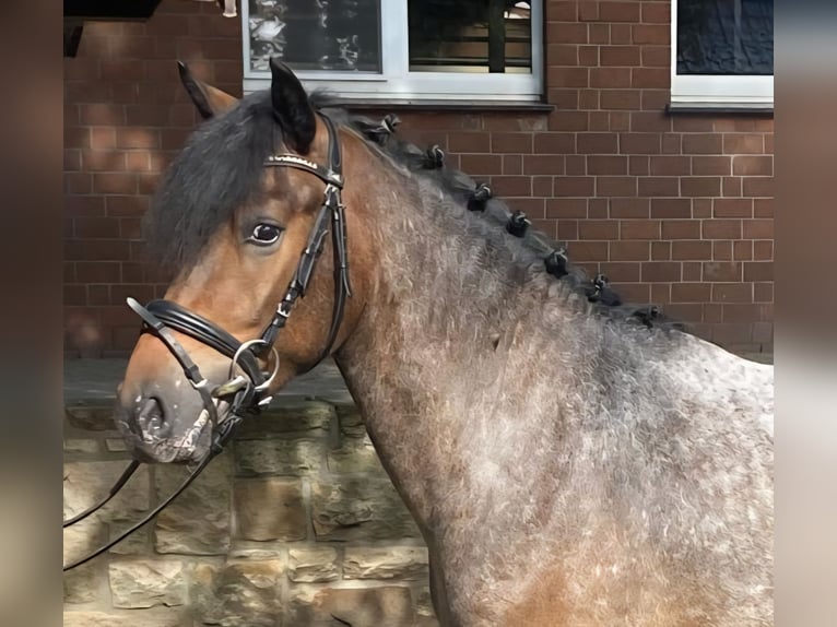 Appaloosa Caballo castrado 4 años 142 cm Musgo marrón in Hopsten