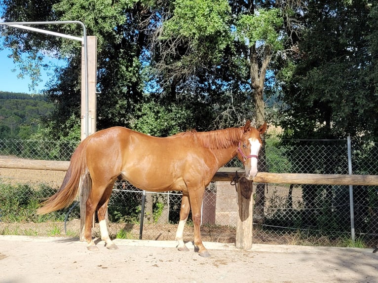 Appaloosa Caballo castrado 4 años 146 cm Alazán in Mata