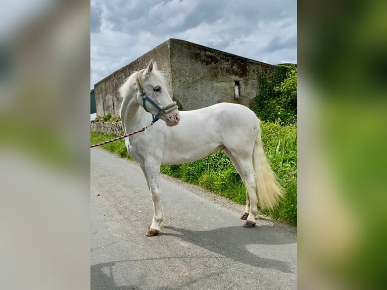 Appaloosa Caballo castrado 4 años 147 cm Atigrado/Moteado in Sligo