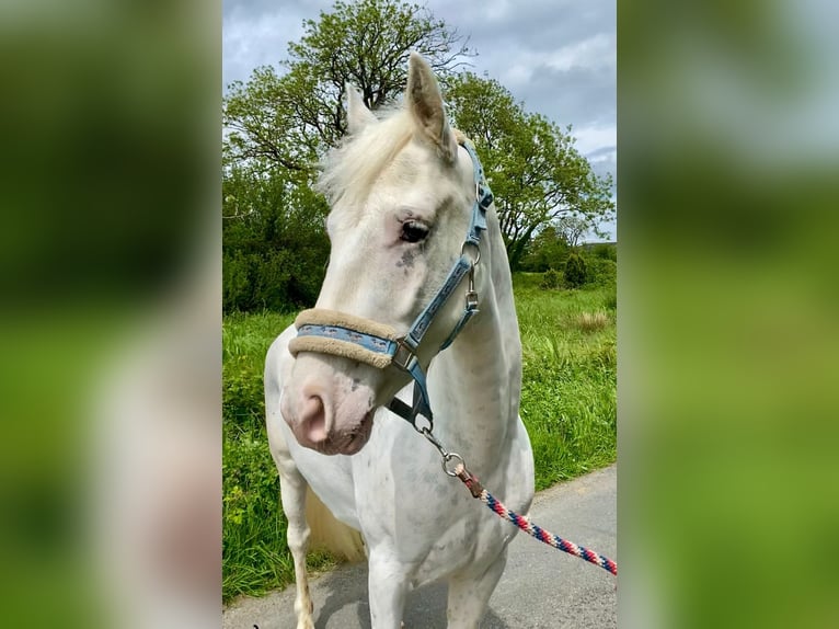 Appaloosa Caballo castrado 4 años 147 cm Atigrado/Moteado in Sligo