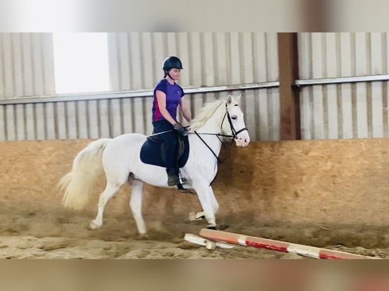 Appaloosa Caballo castrado 4 años 147 cm Atigrado/Moteado in Sligo