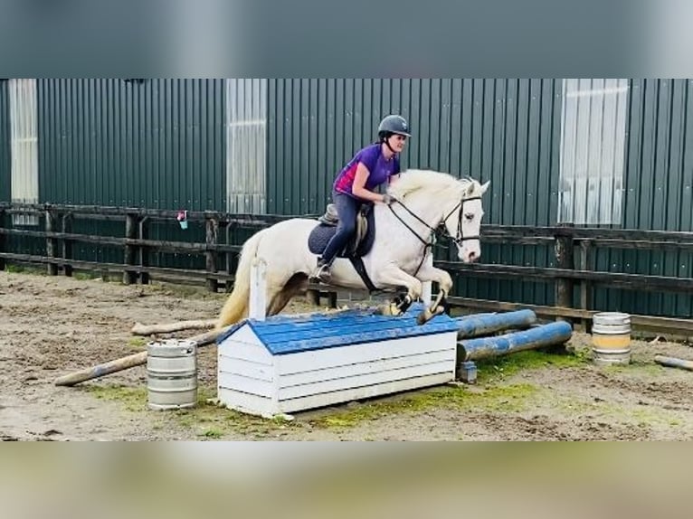 Appaloosa Caballo castrado 4 años 147 cm Atigrado/Moteado in Sligo