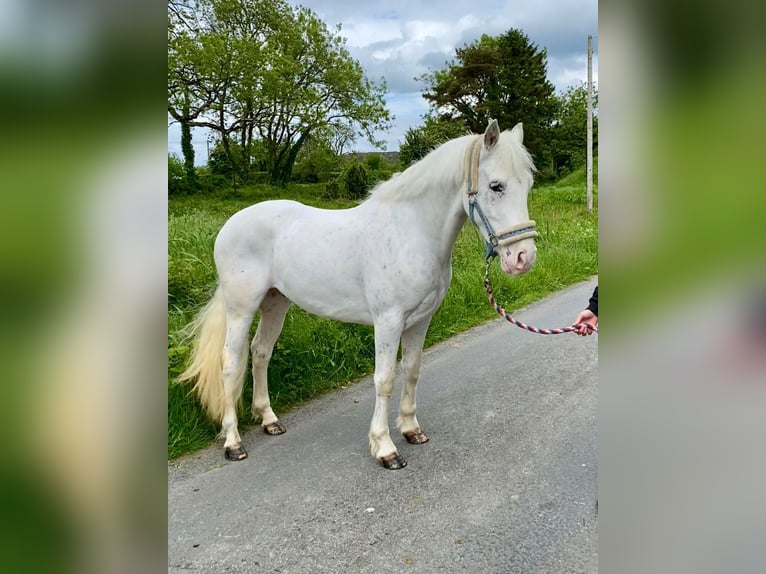 Appaloosa Caballo castrado 4 años 147 cm Atigrado/Moteado in Sligo