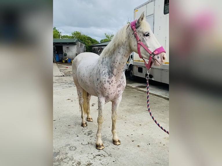 Appaloosa Caballo castrado 4 años 147 cm Atigrado/Moteado in Sligo