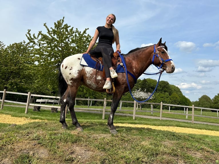 Appaloosa Caballo castrado 4 años 149 cm Atigrado/Moteado in Linkenbach