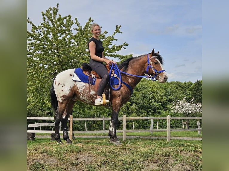 Appaloosa Caballo castrado 4 años 149 cm Atigrado/Moteado in Linkenbach