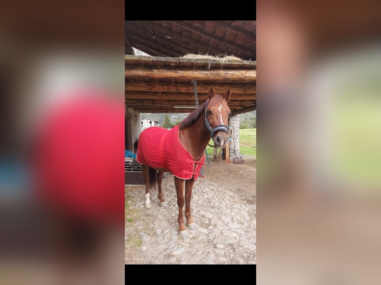 Appaloosa Mestizo Caballo castrado 4 años 150 cm Alazán in Samolaco