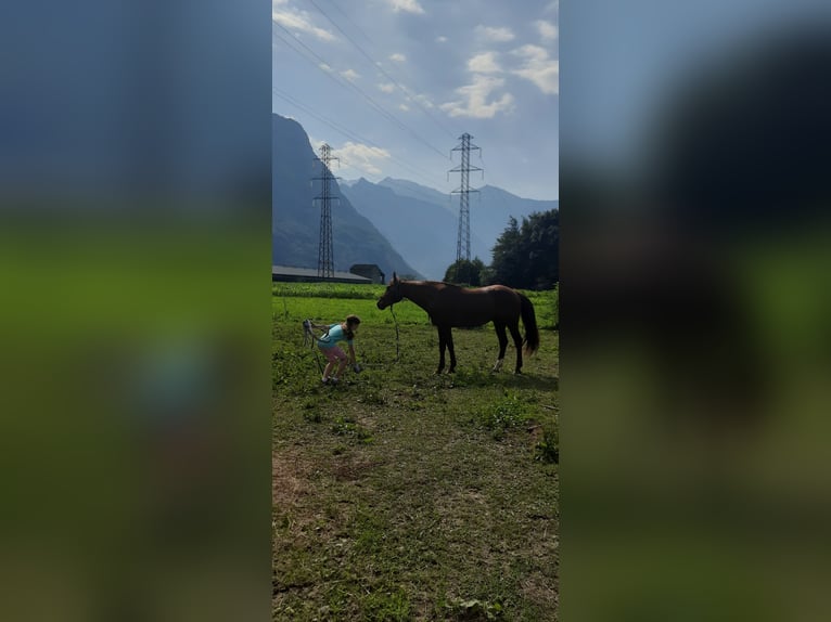 Appaloosa Mestizo Caballo castrado 4 años 150 cm Alazán in Samolaco