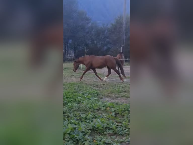 Appaloosa Mestizo Caballo castrado 4 años 150 cm Alazán in Samolaco