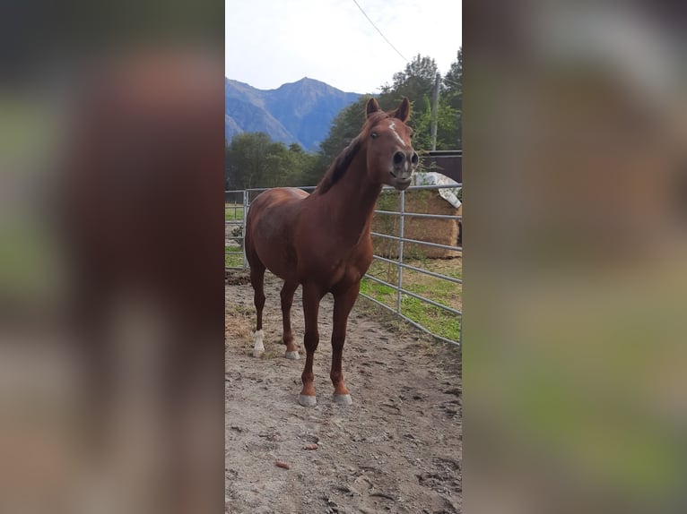 Appaloosa Mestizo Caballo castrado 4 años 150 cm Alazán in Samolaco