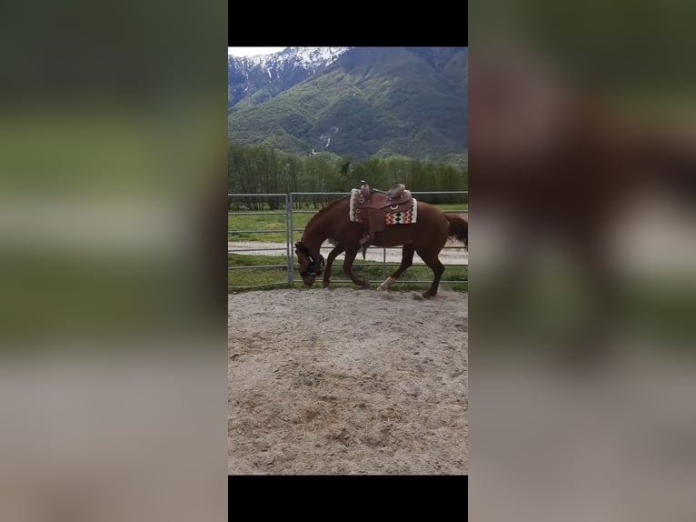 Appaloosa Mestizo Caballo castrado 4 años 150 cm Alazán in Samolaco