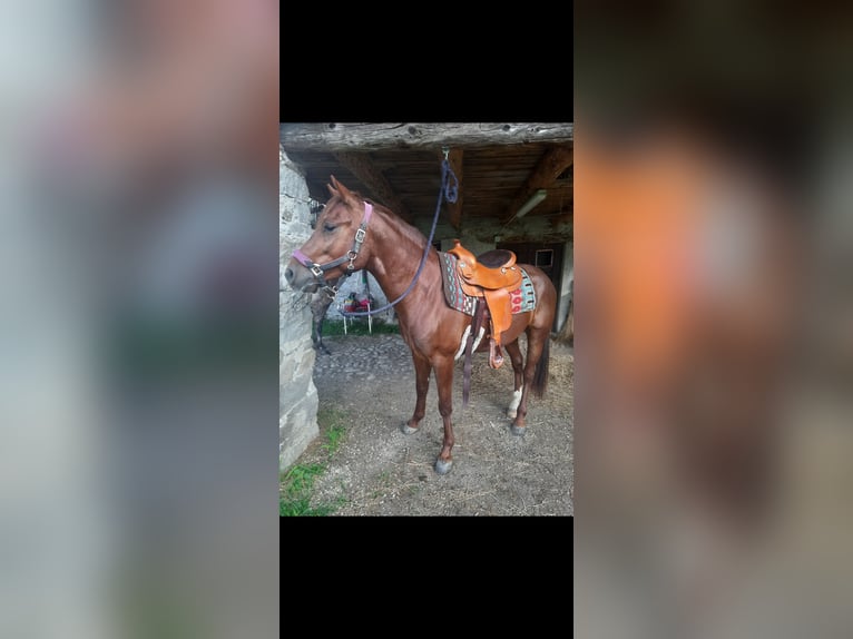 Appaloosa Mestizo Caballo castrado 4 años 150 cm Alazán in Samolaco