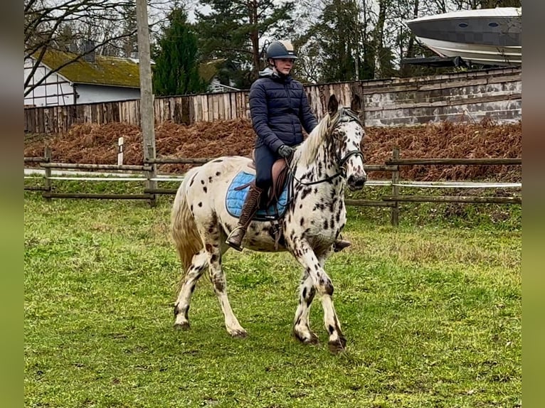 Appaloosa Caballo castrado 4 años 150 cm Atigrado/Moteado in Neustadt (Wied)