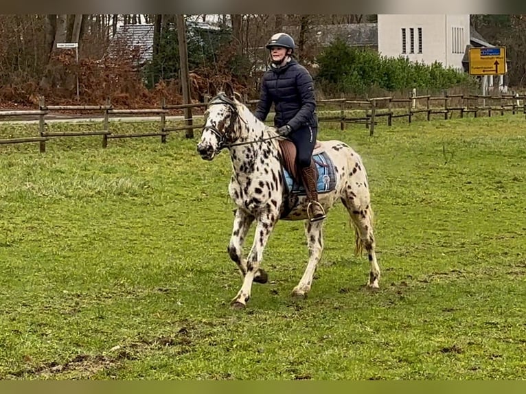 Appaloosa Caballo castrado 4 años 150 cm Atigrado/Moteado in Neustadt (Wied)