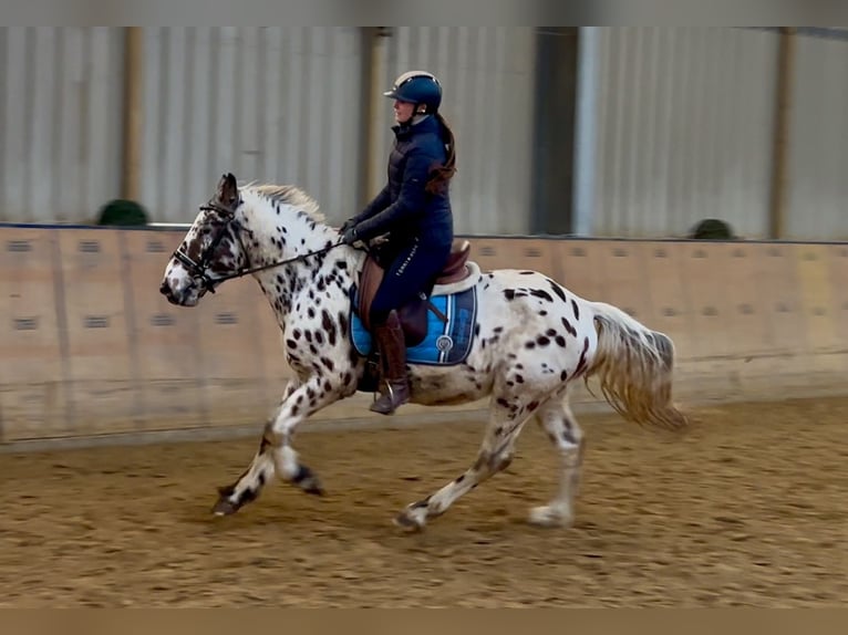 Appaloosa Caballo castrado 4 años 150 cm Atigrado/Moteado in Neustadt (Wied)