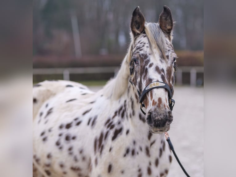 Appaloosa Caballo castrado 4 años 150 cm Atigrado/Moteado in Neustadt (Wied)