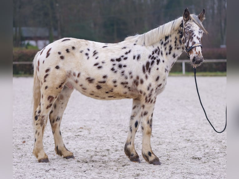 Appaloosa Caballo castrado 4 años 150 cm Atigrado/Moteado in Neustadt (Wied)