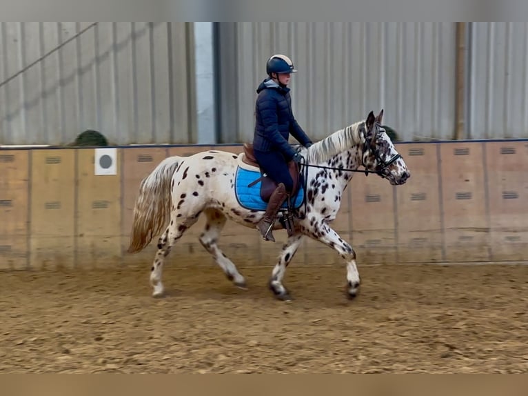 Appaloosa Caballo castrado 4 años 150 cm Atigrado/Moteado in Neustadt (Wied)