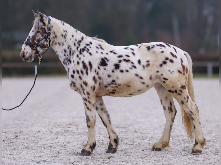 Appaloosa Caballo castrado 4 años 150 cm Atigrado/Moteado in Neustadt (Wied)