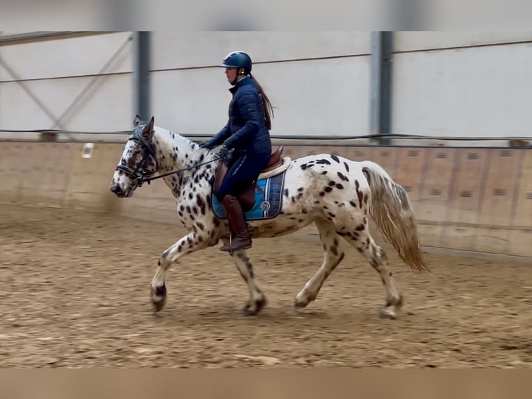 Appaloosa Caballo castrado 4 años 150 cm Atigrado/Moteado in Neustadt (Wied)