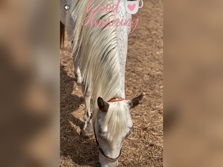 Appaloosa Caballo castrado 4 años 151 cm Atigrado/Moteado in Göppingen