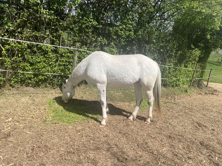 Appaloosa Caballo castrado 4 años 151 cm Atigrado/Moteado in Göppingen