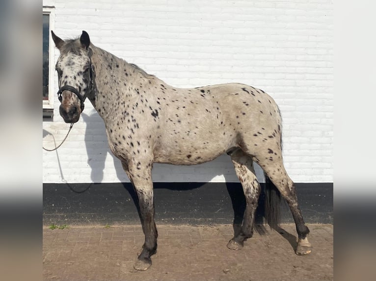 Appaloosa Caballo castrado 4 años 152 cm Atigrado/Moteado in Veghel