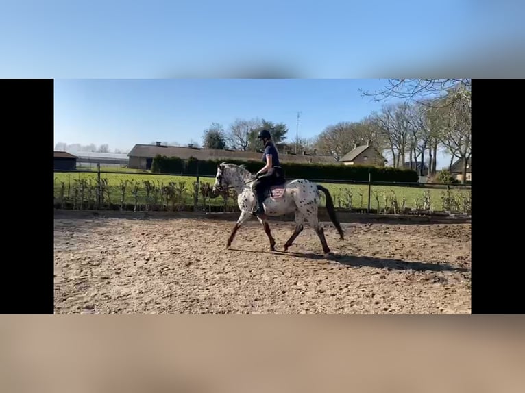 Appaloosa Caballo castrado 4 años 152 cm Atigrado/Moteado in Veghel