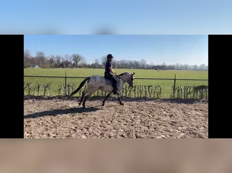 Appaloosa Caballo castrado 4 años 152 cm Atigrado/Moteado in Veghel