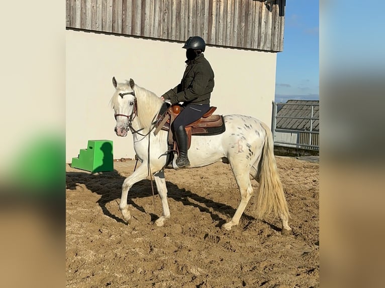 Appaloosa Mestizo Caballo castrado 4 años 152 cm Atigrado/Moteado in Daleiden