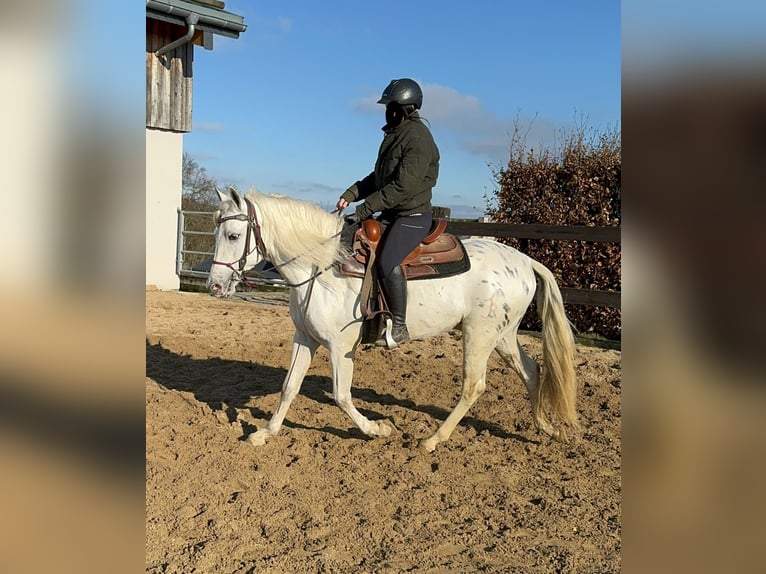 Appaloosa Mestizo Caballo castrado 4 años 152 cm Atigrado/Moteado in Daleiden