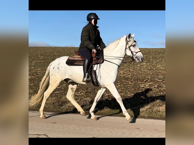 Appaloosa Mestizo Caballo castrado 4 años 152 cm Atigrado/Moteado in Daleiden