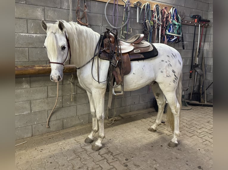 Appaloosa Mestizo Caballo castrado 4 años 152 cm Atigrado/Moteado in Daleiden