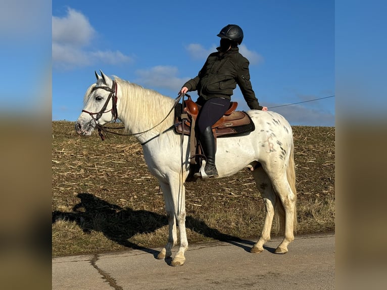 Appaloosa Mestizo Caballo castrado 4 años 152 cm Atigrado/Moteado in Daleiden