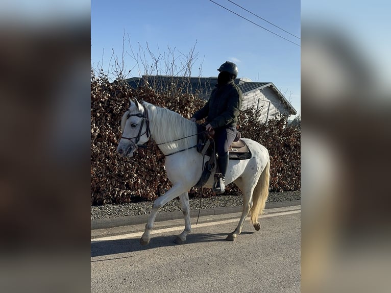 Appaloosa Mestizo Caballo castrado 4 años 152 cm Atigrado/Moteado in Daleiden